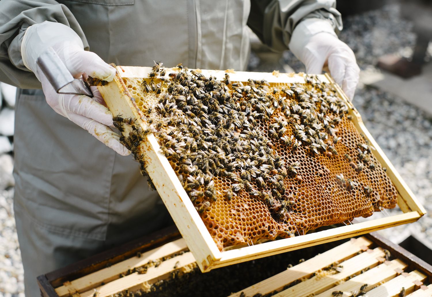 The ultimate guide to beekeeping for beginners
