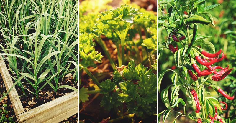 How to Grow Organic Spices at Home: A Comprehensive Step-by-Step Guide (Elevate Your Cooking + Health Benefits)