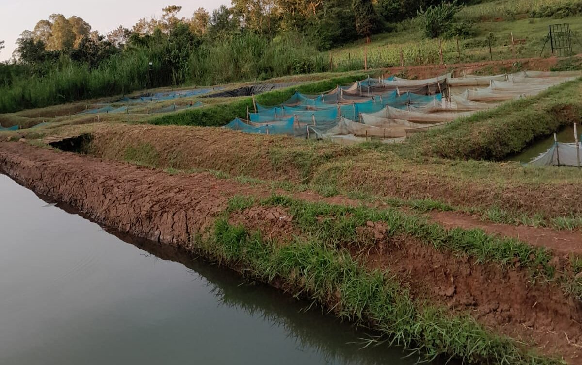 What is aquaculture? It may be the solution to overfishing.